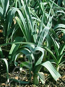 Allium porrum 'Bandit'